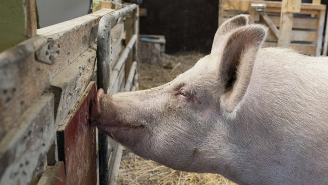 The Pig Bliss -lyhytelokuvassa tavallisesti tuotantoeläimenä nähty porsas saa elää oman näköistään elämää lajityypilliset tarpeet huomioon ottavassa ympäristössä. Saparomäen eläinten turvakodissa kuvatussa elokuvassa ihminen toimii taustalla hoivan ja turvan antajana. Kuva: Paula Lehtonen.